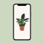 Philodendron Green Princess - Ø12cm - ↕25cm - Bild 4