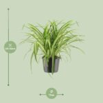 Chlorophytum Comosum Variegatum - Ø17cm - ↕30cm - Bild 2