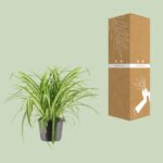 Chlorophytum Comosum Variegatum - Ø17cm - ↕30cm - Bild 3