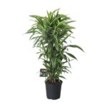 Dracaena Fragrans Lemon Lime Grenad - Ø27cm - ↕120cm