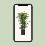 Dracaena Fragrans Lemon Lime Grenad - Ø27cm - ↕120cm - Bild 4