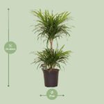 Dracaena Refl. Anita Variegata - Ø21cm - ↕80cm - Bild 2