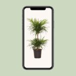 Dracaena Refl. Anita Variegata - Ø21cm - ↕80cm - Bild 4