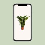 Spathiphyllum Sweet Sebastiano - Ø24cm - ↕110cm - Bild 4
