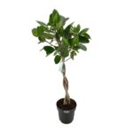 Ficus Benghalensis Audrey - Ø27cm - ↕110cm