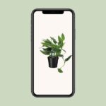 Philodendron Cobra Toef - Ø17 ↕50 - Bild 4