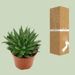 Aloë Aristata - Ø12cm - ↕20cm - Bild 3