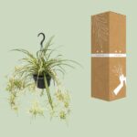 Chlorophytum Comosum Variegatum - Ø14cm - ↕55cm - Bild 3