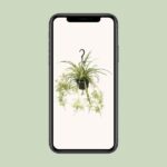 Chlorophytum Comosum Variegatum - Ø14cm - ↕55cm - Bild 4