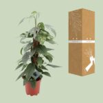 Epipremnum Pinnatum Cebu Blue - Ø17cm - ↕60cm - Bild 3