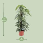 Epipremnum Pinnatum Cebu Blue - Ø17cm - ↕65cm - Bild 2
