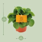 Peperomia Rana Verde - Ø11cm - ↕15cm - Bild 2