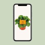 Peperomia Rana Verde - Ø11cm - ↕15cm - Bild 4