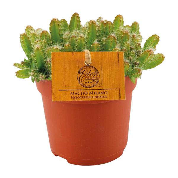 thumbnail_600-6869 Hylocereus Undatus - Ø11cm - ↕15cm - Bild 1