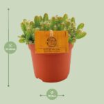 Hylocereus Undatus - Ø11cm - ↕15cm - Bild 2