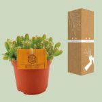 Hylocereus Undatus - Ø11cm - ↕15cm - Bild 3