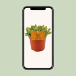 Hylocereus Undatus - Ø11cm - ↕15cm - Bild 4