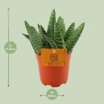 Aloe Paradisicum - Ø10 -5 ↕15 - Bild 2