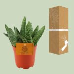 Aloe Paradisicum - Ø10 -5 ↕15 - Bild 3