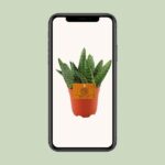 Aloe Paradisicum - Ø10 -5 ↕15 - Bild 4