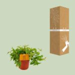 Peperomia Ang. Rocca Vivace - Ø11cm - ↕15cm - Bild 3