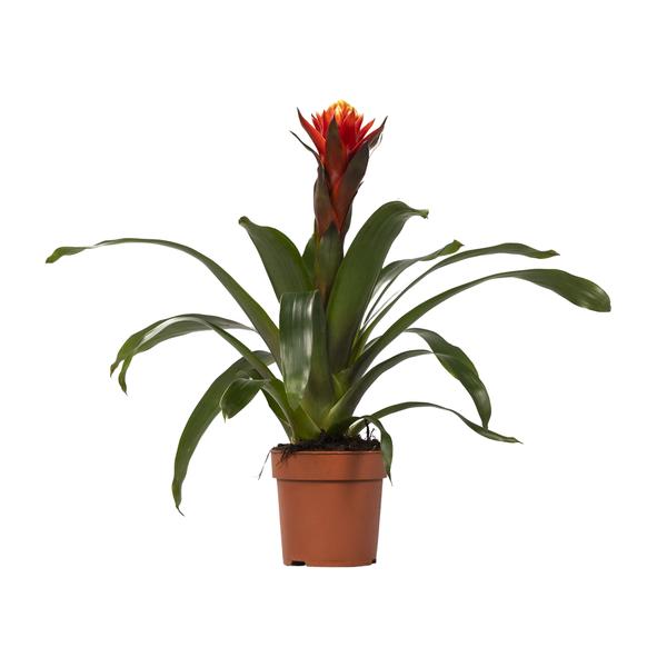 thumbnail_600-7037 Guzmania Happiness - Ø12 ↕45 - Bild 1