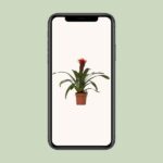 Guzmania Happiness - Ø12 ↕45 - Bild 4