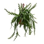 Epiphyllum Anguleiger - Ø30cm - ↕60cm