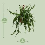 Epiphyllum Anguleiger - Ø30cm - ↕60cm - Bild 2