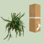 Epiphyllum Anguleiger - Ø30cm - ↕60cm - Bild 3