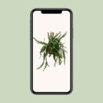 Epiphyllum Anguleiger - Ø30cm - ↕60cm - Bild 4