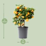 Citrus Calamondin - Ø15cm - ↕40cm - Bild 2