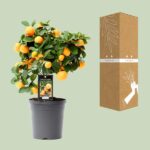 Citrus Calamondin - Ø15cm - ↕40cm - Bild 3