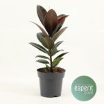 Ficus Elastica Melany - Ø14cm - ↕45cm