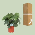 Calathea Orbifolia - Ø21cm - ↕70cm - Bild 3