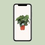 Calathea Orbifolia - Ø21cm - ↕70cm - Bild 4