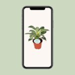 Philodendron Birkin - Ø14cm - ↕25cm - Bild 4