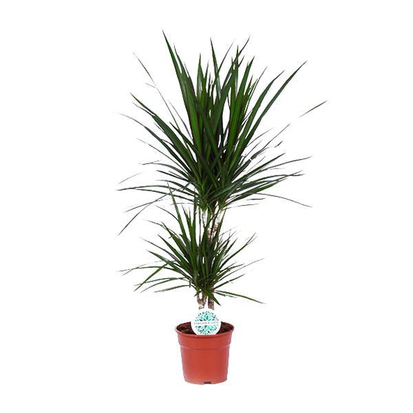 thumbnail_600-7352 Dracaena Marginata - Ø17cm - ↕75cm - Bild 1