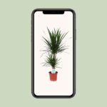 Dracaena Marginata - Ø17cm - ↕75cm - Bild 4