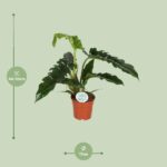 Philodendron Narrow - Ø17cm - ↕50cm - Bild 2