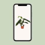 Philodendron Narrow - Ø17cm - ↕50cm - Bild 4