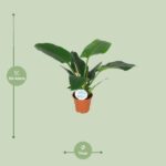Philodendron Imperial Green - Ø14cm - ↕40cm - Bild 2