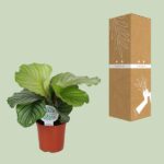 Calathea Orbifolia - Ø14cm - ↕45cm - Bild 3