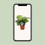 Calathea Orbifolia - Ø14cm - ↕45cm - Bild 4