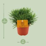 Senecio Himalaya - Ø11cm - ↕15cm - Bild 2