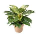 Philodendron Birkin - Ø15cm - ↕30cm