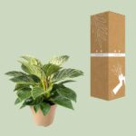 Philodendron Birkin - Ø15cm - ↕30cm - Bild 3