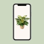 Philodendron Birkin - Ø15cm - ↕30cm - Bild 4