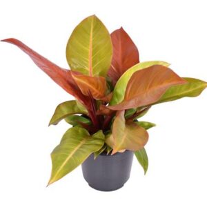 Philodendron Prince Of Orange - Ø19cm - ↕60cm