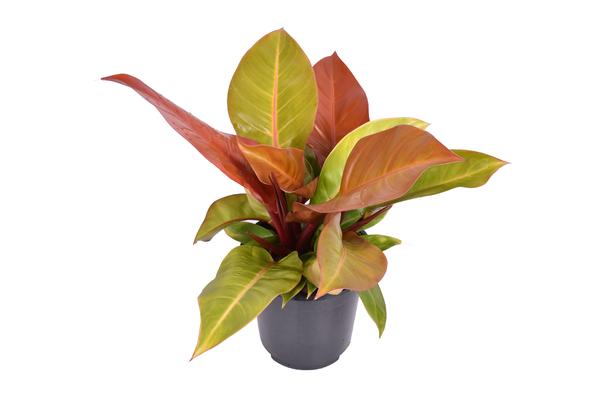 thumbnail_600-7556 Philodendron Prince Of Orange - Ø19cm - ↕60cm - Bild 1